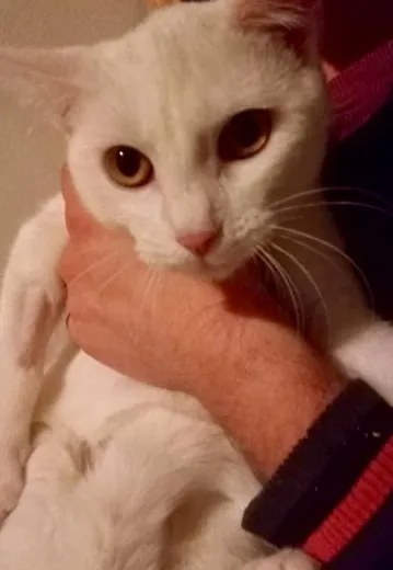 Kočička Dianka